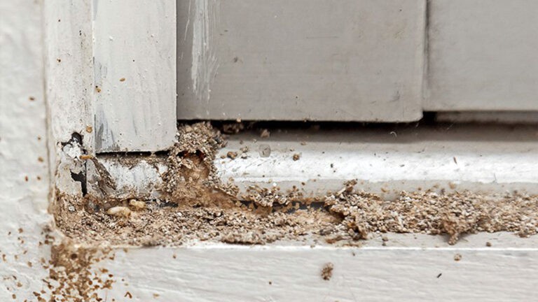 Termite damage along door baseboard
