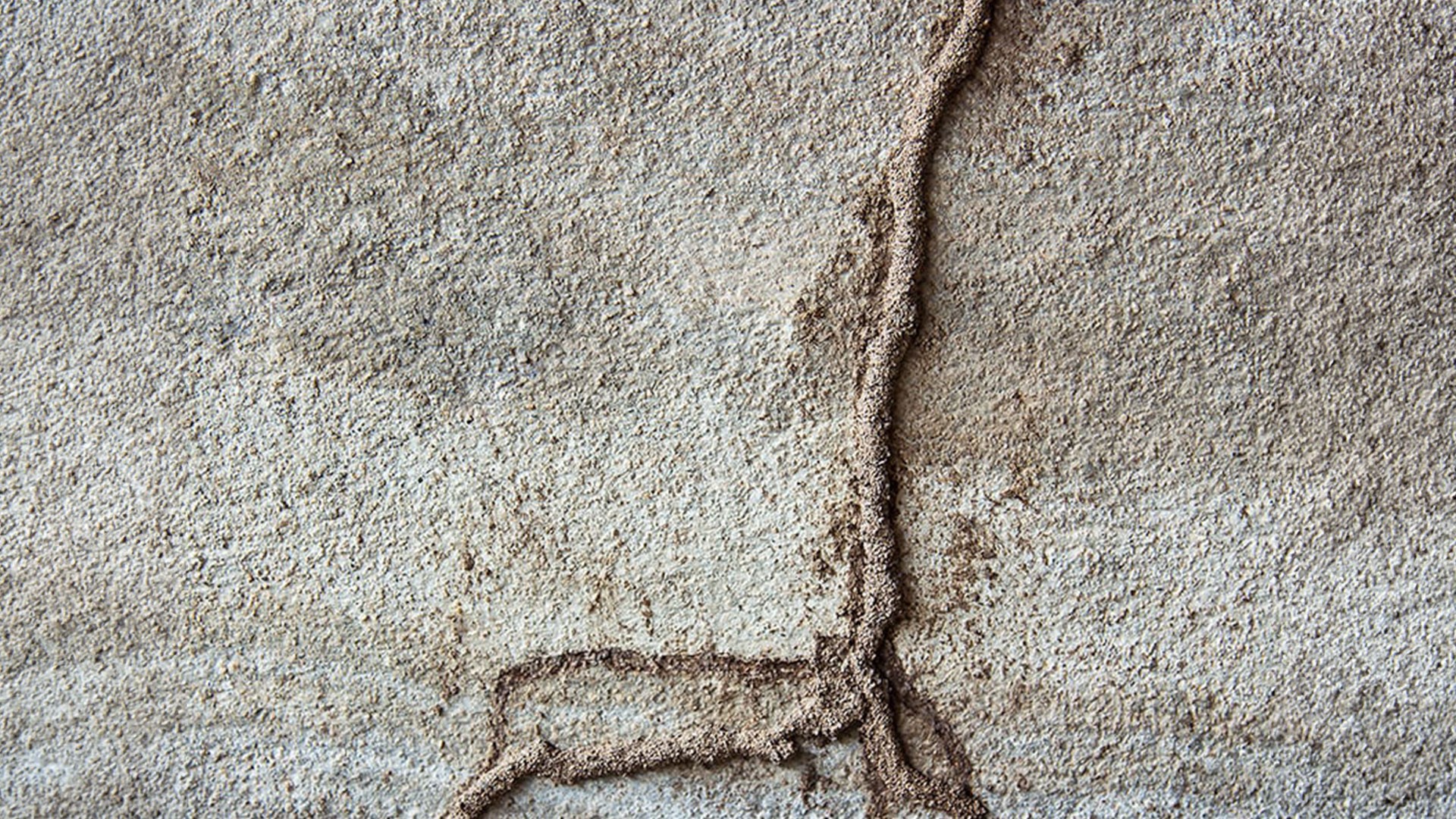 Termite mud tubes