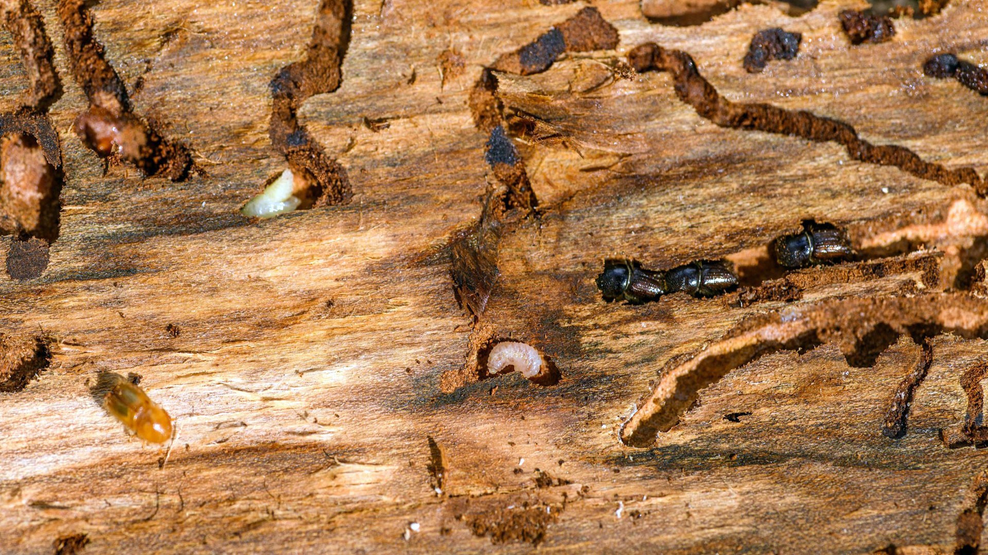 Termites inside wood