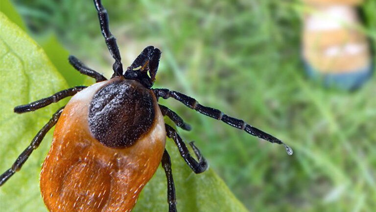 Tick in bushes