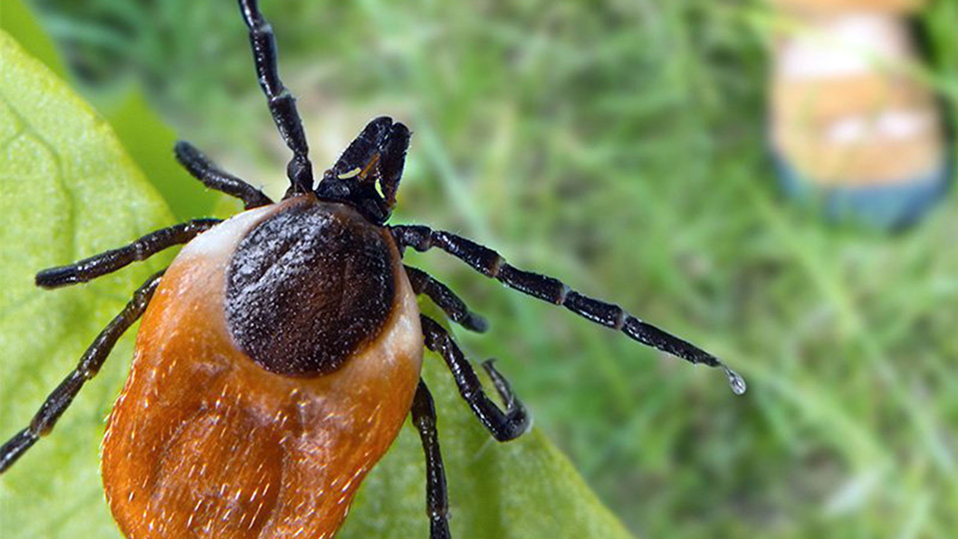 Tick in bushes