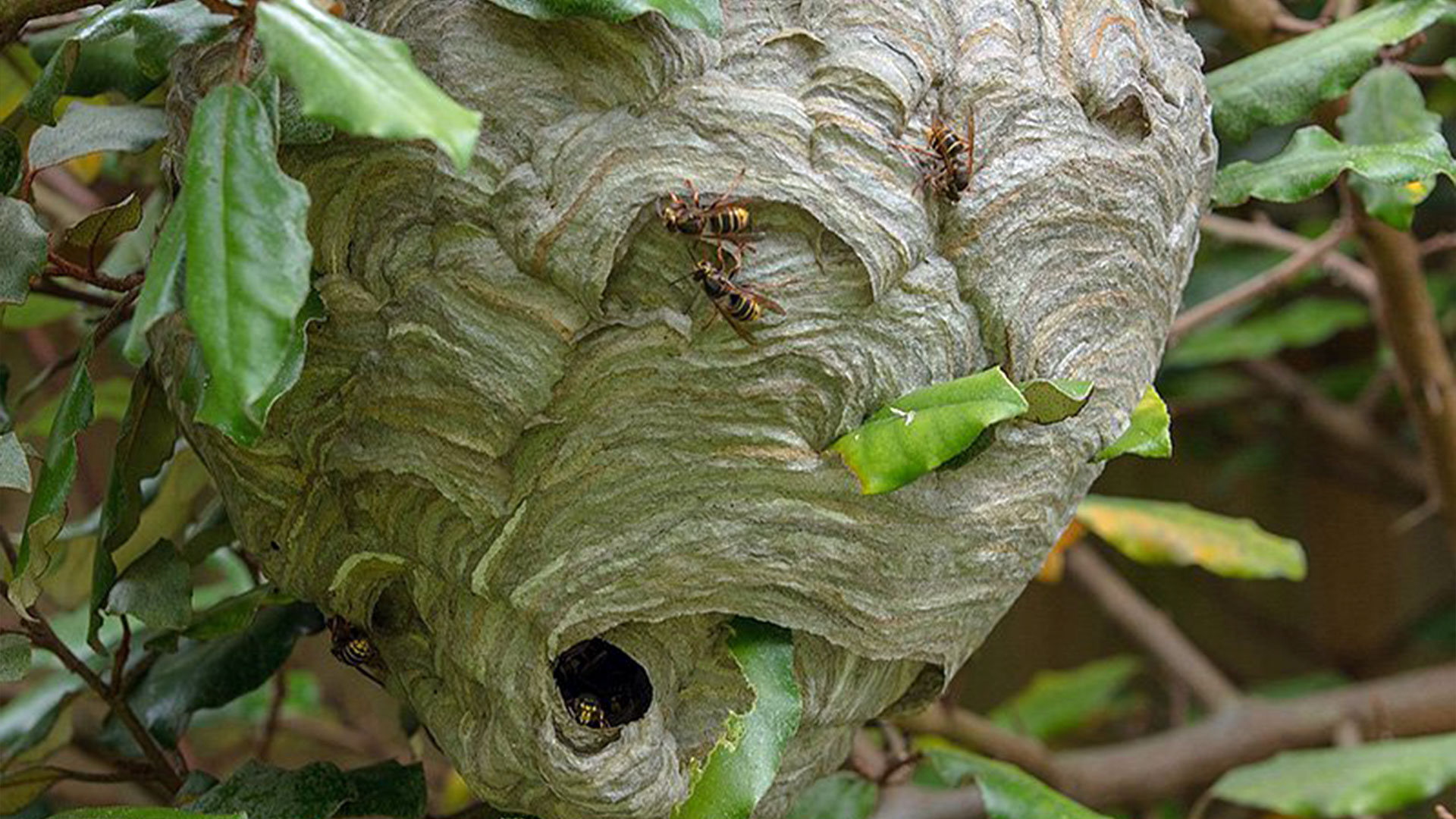 Wasp nest