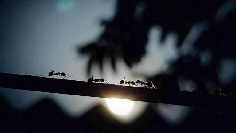 ants in line on branch at sunset