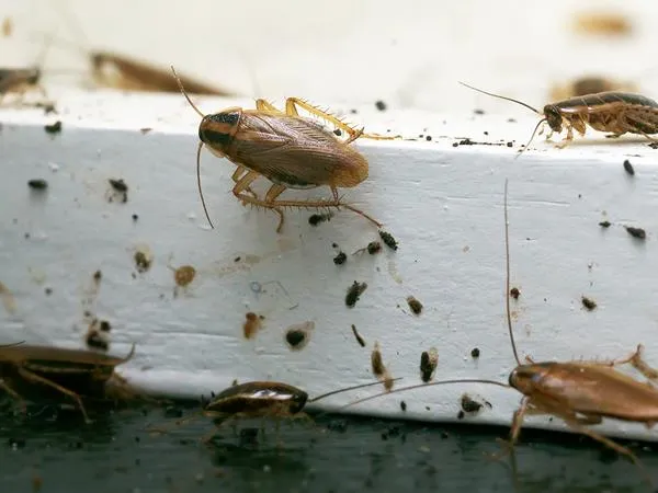 The Most Surprising Places Pests Hide in Your Home