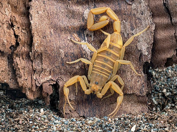 Arizona Bark Scorpion
