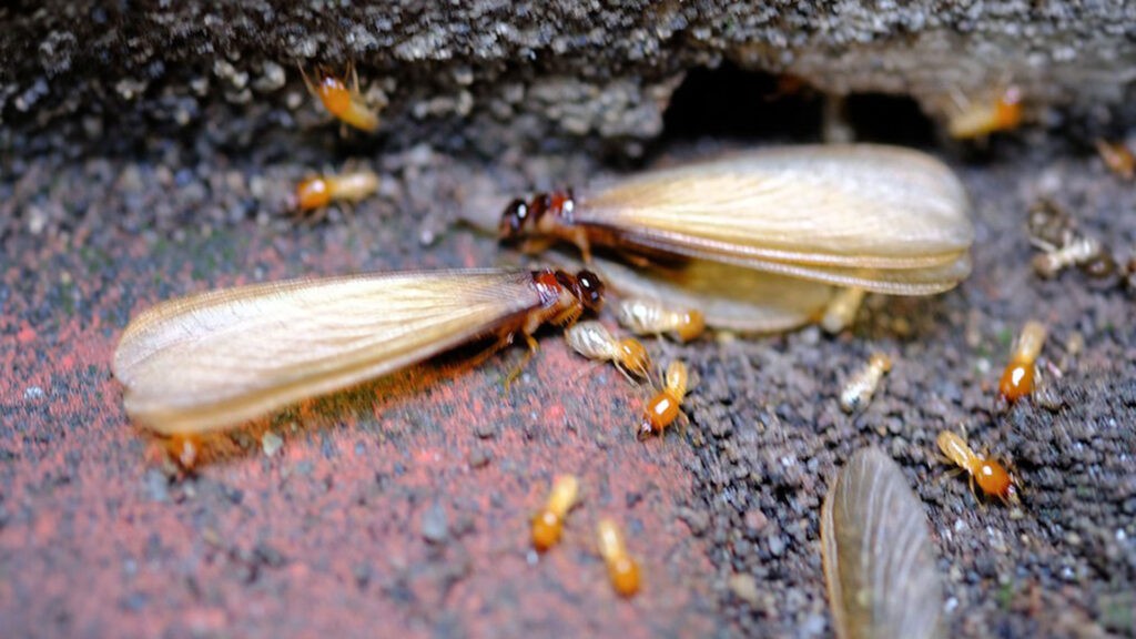 termite swarmers