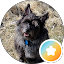 Frank Kestrel Avatar